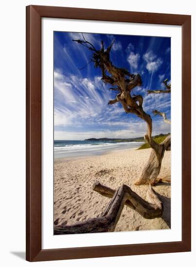 Tree on Carmel Beach, California-George Oze-Framed Photographic Print