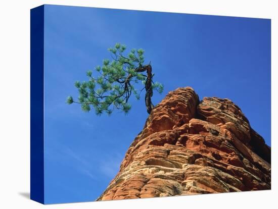 Tree on cliff, Zion National Park, Utah, USA-Roland Gerth-Stretched Canvas