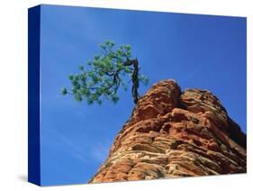 Tree on cliff, Zion National Park, Utah, USA-Roland Gerth-Stretched Canvas