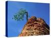 Tree on cliff, Zion National Park, Utah, USA-Roland Gerth-Stretched Canvas