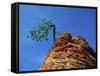 Tree on cliff, Zion National Park, Utah, USA-Roland Gerth-Framed Stretched Canvas