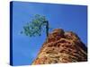 Tree on cliff, Zion National Park, Utah, USA-Roland Gerth-Stretched Canvas