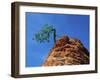 Tree on cliff, Zion National Park, Utah, USA-Roland Gerth-Framed Premium Photographic Print