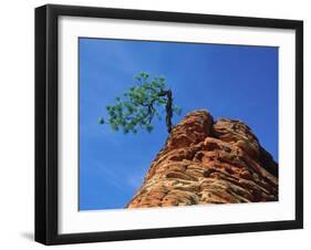 Tree on cliff, Zion National Park, Utah, USA-Roland Gerth-Framed Premium Photographic Print
