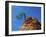 Tree on cliff, Zion National Park, Utah, USA-Roland Gerth-Framed Premium Photographic Print