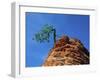 Tree on cliff, Zion National Park, Utah, USA-Roland Gerth-Framed Premium Photographic Print