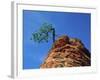 Tree on cliff, Zion National Park, Utah, USA-Roland Gerth-Framed Photographic Print