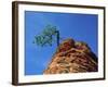 Tree on cliff, Zion National Park, Utah, USA-Roland Gerth-Framed Photographic Print