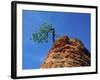 Tree on cliff, Zion National Park, Utah, USA-Roland Gerth-Framed Photographic Print