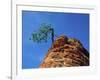 Tree on cliff, Zion National Park, Utah, USA-Roland Gerth-Framed Photographic Print