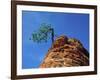 Tree on cliff, Zion National Park, Utah, USA-Roland Gerth-Framed Photographic Print