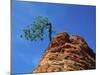 Tree on cliff, Zion National Park, Utah, USA-Roland Gerth-Mounted Photographic Print