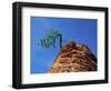 Tree on cliff, Zion National Park, Utah, USA-Roland Gerth-Framed Photographic Print