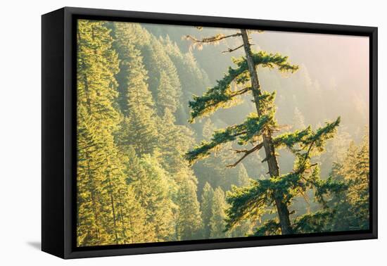 Tree on Eagle Creek Trail, Columbia River Gorge, Oregon-Vincent James-Framed Stretched Canvas