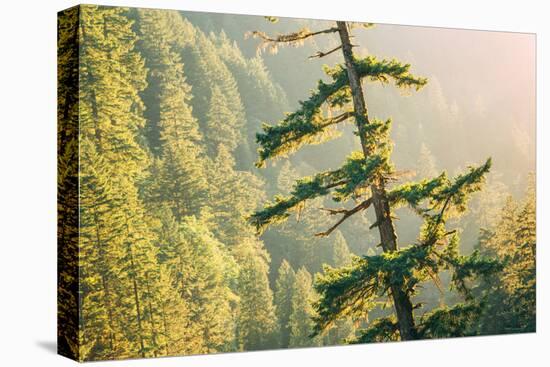 Tree on Eagle Creek Trail, Columbia River Gorge, Oregon-Vincent James-Stretched Canvas