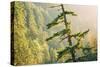Tree on Eagle Creek Trail, Columbia River Gorge, Oregon-Vincent James-Stretched Canvas