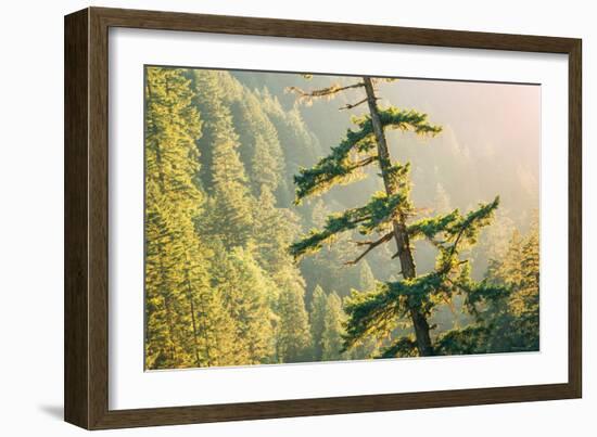 Tree on Eagle Creek Trail, Columbia River Gorge, Oregon-Vincent James-Framed Photographic Print