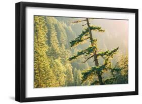 Tree on Eagle Creek Trail, Columbia River Gorge, Oregon-Vincent James-Framed Photographic Print