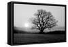 Tree on Fields-null-Framed Stretched Canvas