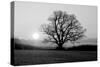 Tree on Fields-null-Stretched Canvas