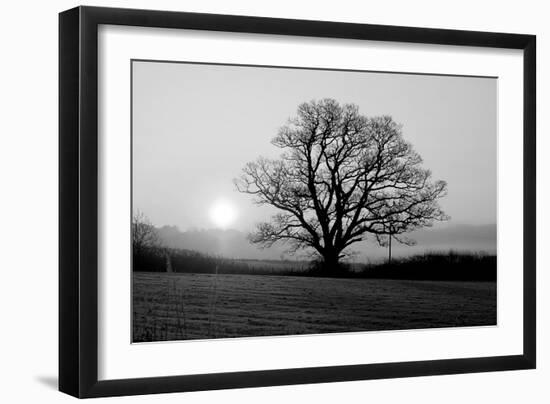 Tree on Fields-null-Framed Photographic Print
