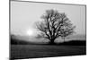 Tree on Fields-null-Mounted Photographic Print