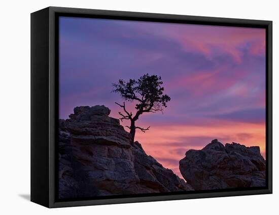 Tree on Sandstone Silhouetted at Sunset with Purple Clouds-James Hager-Framed Stretched Canvas