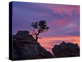 Tree on Sandstone Silhouetted at Sunset with Purple Clouds-James Hager-Stretched Canvas