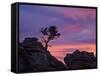 Tree on Sandstone Silhouetted at Sunset with Purple Clouds-James Hager-Framed Stretched Canvas