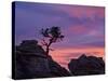 Tree on Sandstone Silhouetted at Sunset with Purple Clouds-James Hager-Stretched Canvas