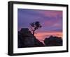 Tree on Sandstone Silhouetted at Sunset with Purple Clouds-James Hager-Framed Photographic Print