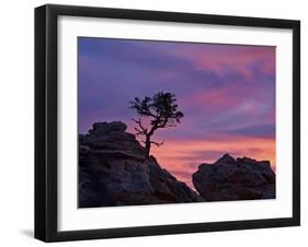 Tree on Sandstone Silhouetted at Sunset with Purple Clouds-James Hager-Framed Photographic Print