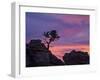 Tree on Sandstone Silhouetted at Sunset with Purple Clouds-James Hager-Framed Photographic Print