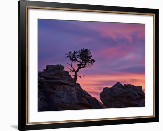 Tree on Sandstone Silhouetted at Sunset with Purple Clouds-James Hager-Framed Photographic Print