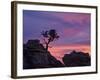 Tree on Sandstone Silhouetted at Sunset with Purple Clouds-James Hager-Framed Photographic Print