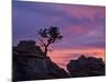 Tree on Sandstone Silhouetted at Sunset with Purple Clouds-James Hager-Mounted Photographic Print