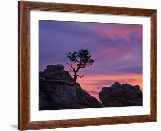 Tree on Sandstone Silhouetted at Sunset with Purple Clouds-James Hager-Framed Photographic Print