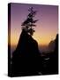 Tree on Seastack, Shi Shi Beach, Olympic National Park, Washington, USA-Adam Jones-Stretched Canvas