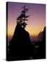 Tree on Seastack, Shi Shi Beach, Olympic National Park, Washington, USA-Adam Jones-Stretched Canvas