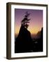 Tree on Seastack, Shi Shi Beach, Olympic National Park, Washington, USA-Adam Jones-Framed Photographic Print