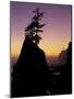 Tree on Seastack, Shi Shi Beach, Olympic National Park, Washington, USA-Adam Jones-Mounted Photographic Print