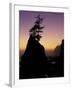Tree on Seastack, Shi Shi Beach, Olympic National Park, Washington, USA-Adam Jones-Framed Photographic Print