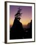 Tree on Seastack, Shi Shi Beach, Olympic National Park, Washington, USA-Adam Jones-Framed Photographic Print