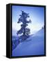Tree on Snow Covered Hill-Jim Zuckerman-Framed Stretched Canvas