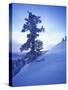 Tree on Snow Covered Hill-Jim Zuckerman-Stretched Canvas