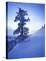 Tree on Snow Covered Hill-Jim Zuckerman-Stretched Canvas
