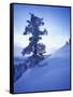 Tree on Snow Covered Hill-Jim Zuckerman-Framed Stretched Canvas