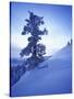 Tree on Snow Covered Hill-Jim Zuckerman-Stretched Canvas