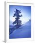 Tree on Snow Covered Hill-Jim Zuckerman-Framed Photographic Print