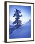 Tree on Snow Covered Hill-Jim Zuckerman-Framed Photographic Print